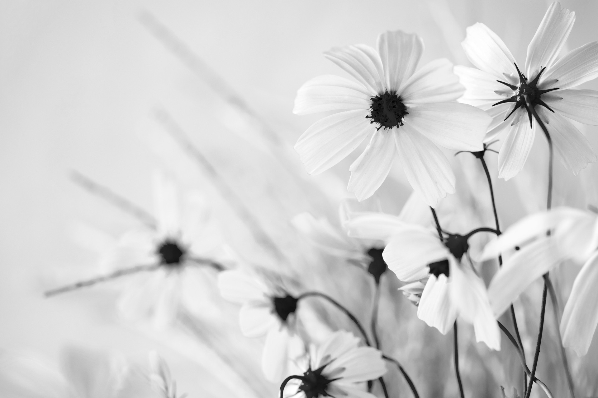 Japanese pampas grass/silver grass and cosmos bouquet. autumn. monochrome