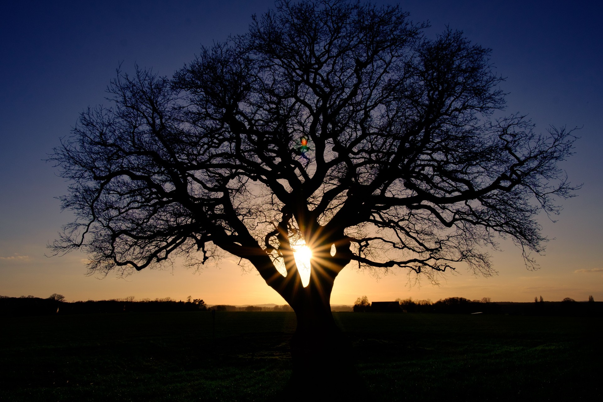 Oak in the evening sun