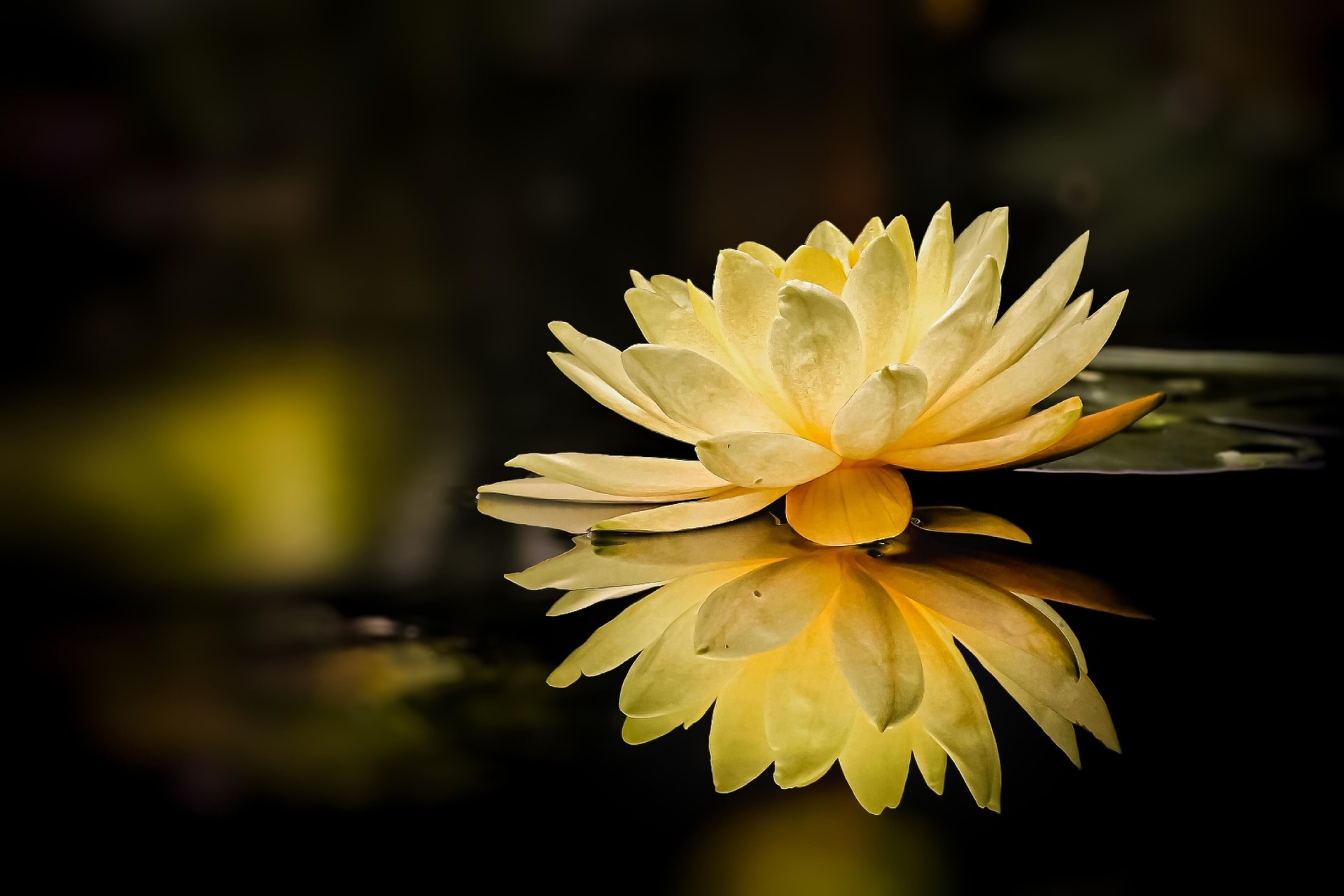 yellow lotus flower, in a close up photo