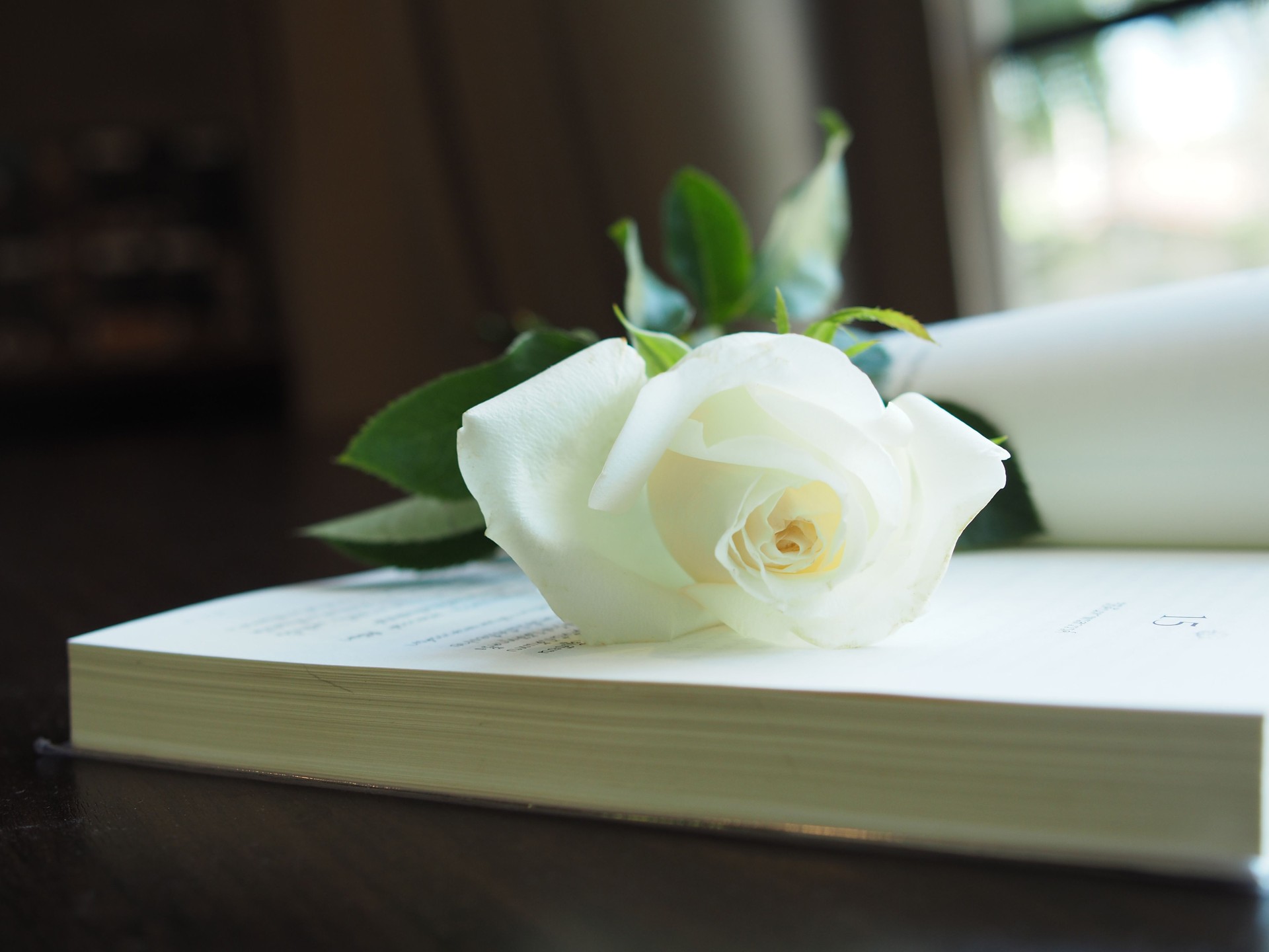 white rose on blur background focus one point sweet