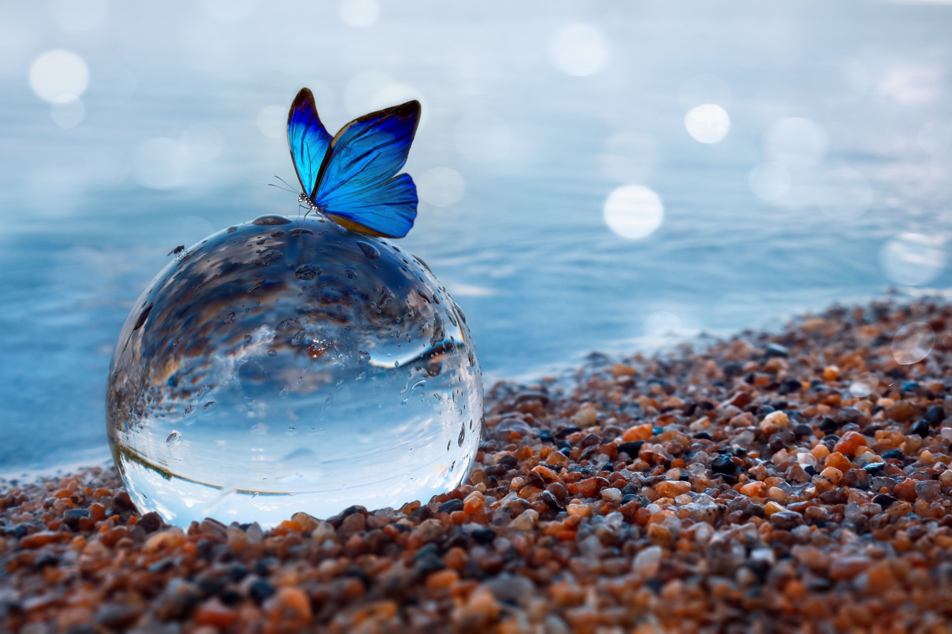 Blue butterfly on a glass ball in the water